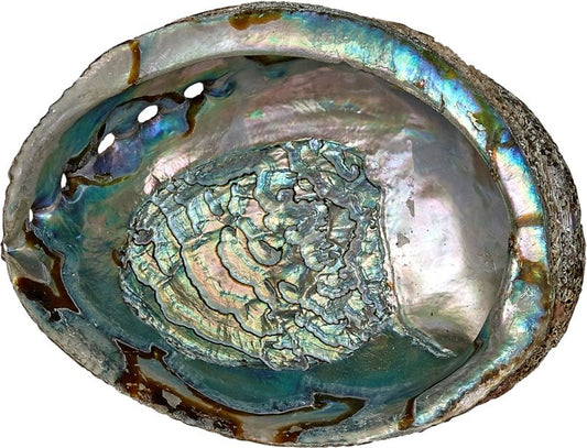 Abalone Shell Large Natural Green