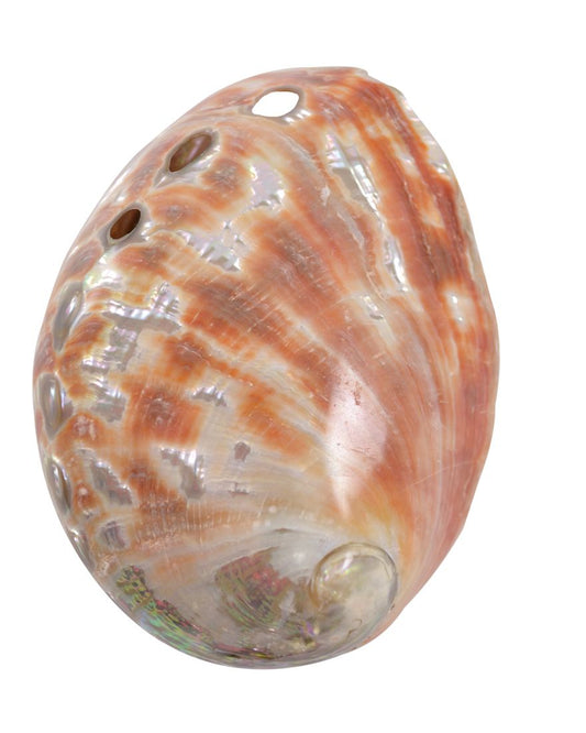Abalone Shell Natural Small