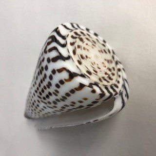 Cone Shell - Conus Litteratus